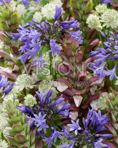 Perennial combination Perennial combination