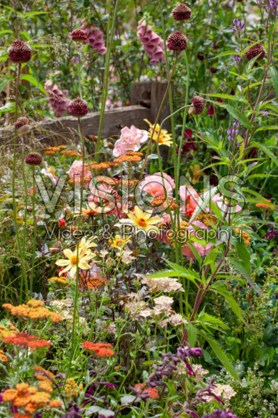 Summer border Summer border