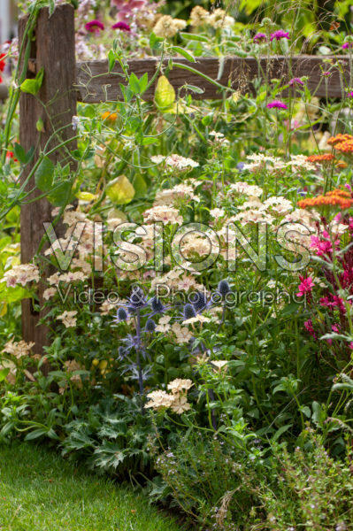 Perennial border Perennial border