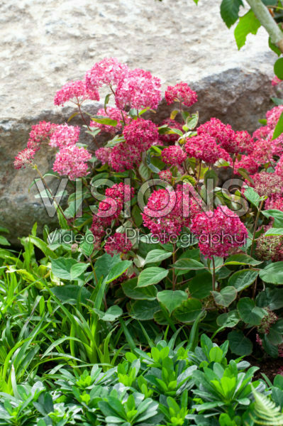 Hydrangea arborescens Ruby Annabelle Hydrangea arborescens Ruby Annabelle