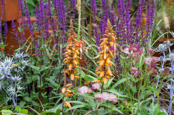 Summer border Summer border