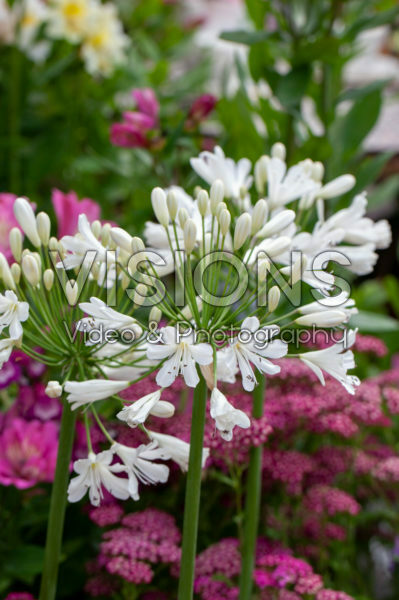 Agapanthus Snow Crystal Agapanthus Snow Crystal