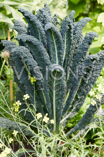 Brassica oleracea var. palmifolia Brassica oleracea var. palmifolia