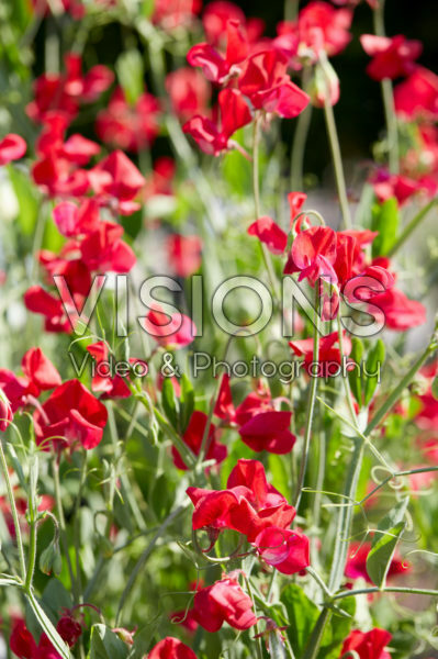 Lathyrus odoratus King Edward VII Lathyrus odoratus King Edward VII