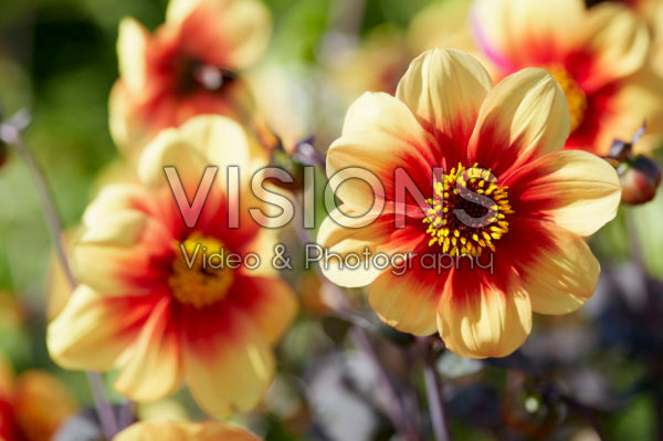 Dahlia Dahlia