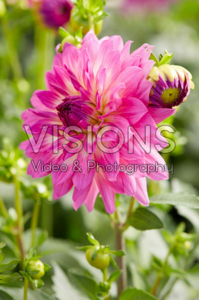 Dahlia Dalina® Maxi Salinas Dahlia Dalina® Maxi Salinas