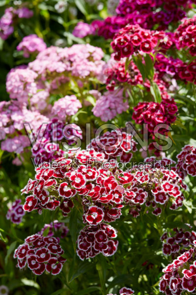 Dianthus barbatus Dianthus barbatus