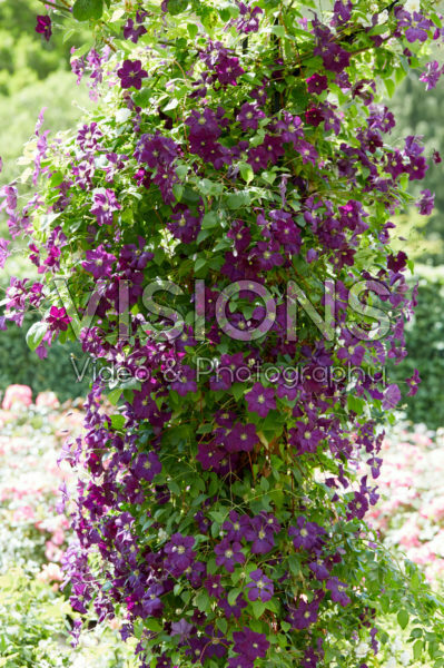 Clematis Etoile Violette Clematis Etoile Violette