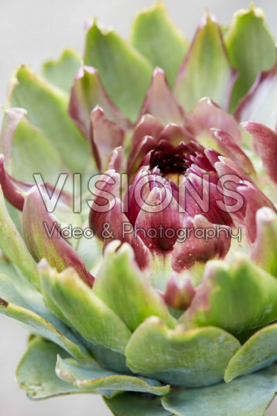 Cynara scolymus Imperial Star Cynara scolymus Imperial Star