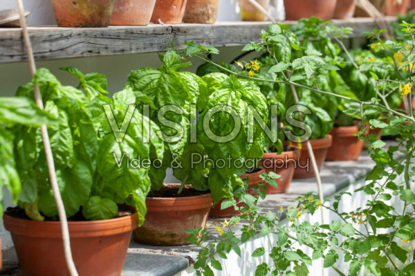 Ocimum basilicum Ocimum basilicum