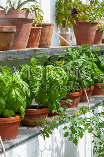 Ocimum basilicum Ocimum basilicum