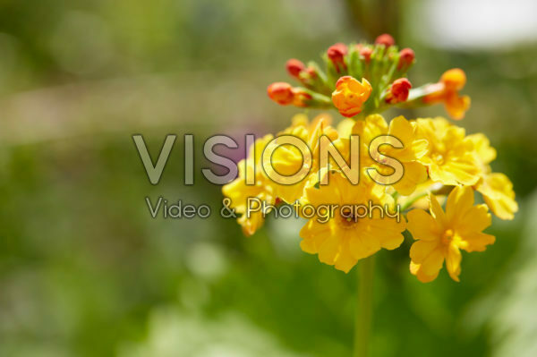 Primula bulleyana Primula bulleyana