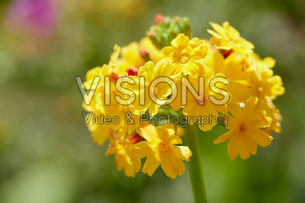 Primula bulleyana Primula bulleyana