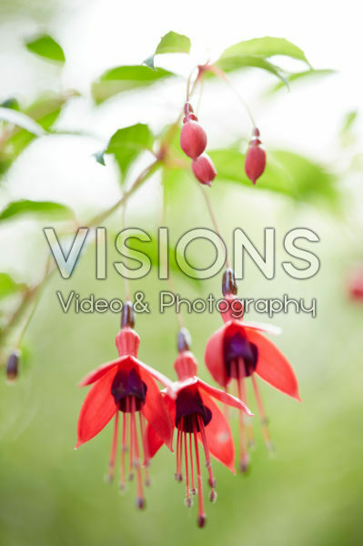 Fuchsia Fuchsia