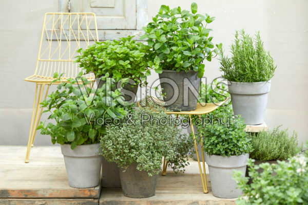 Herb collection Herb collection