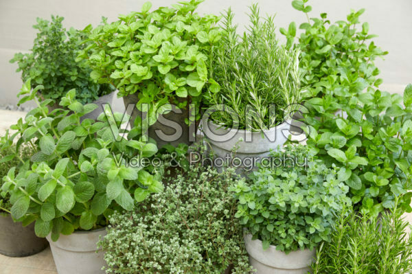 Herb collection Herb collection
