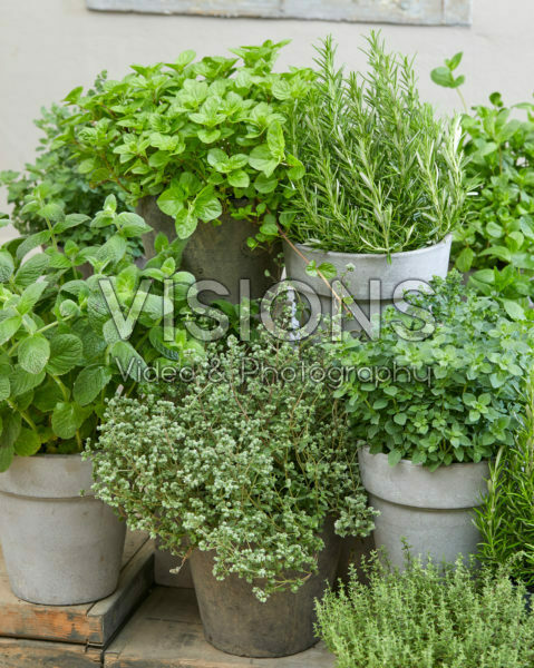 Herb collection Herb collection
