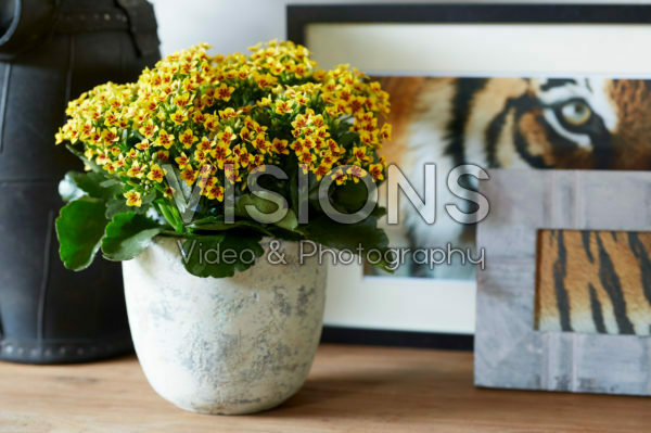 Kalanchoe Tiger Kalanchoe Tiger