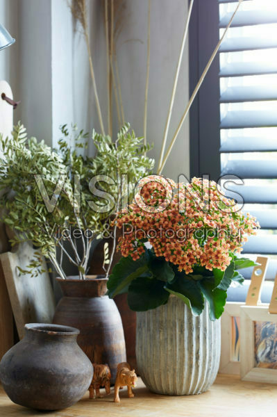 Kalanchoe Tiger Kalanchoe Tiger
