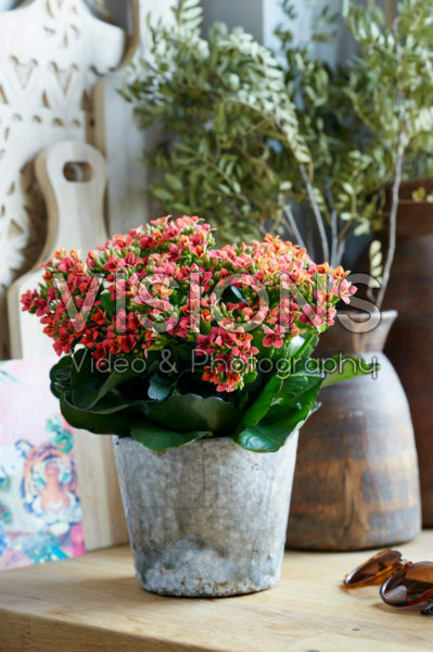 Kalanchoe Tiger Kalanchoe Tiger