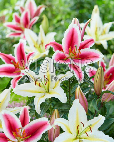Lilium Hachi, Baferari Lilium Hachi, Baferari
