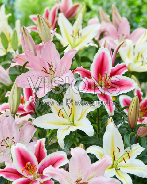 Lilium Hachi, Baferari, Josephine Lilium Hachi, Baferari, Josephine