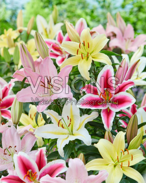 Lilium mixed Lilium mixed