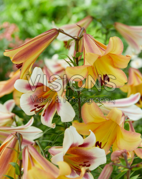 Lilium Passion Moon, Eastern Moon Lilium Passion Moon, Eastern Moon