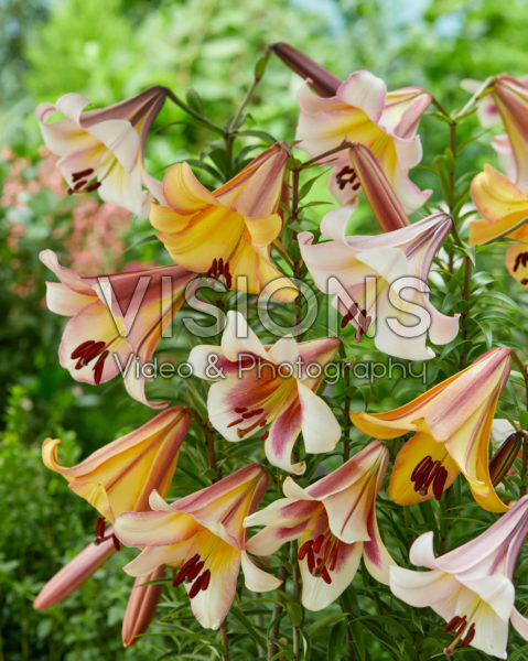 Lilium Moon Mix Lilium Moon Mix