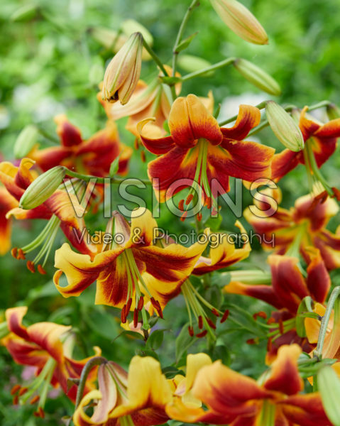 Lilium Robert Swanson, Red Morning Lilium Robert Swanson, Red Morning