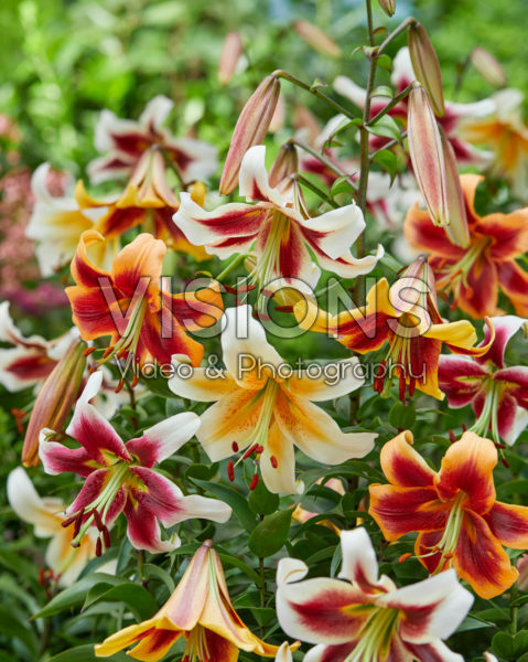Lilium mixed Lilium mixed