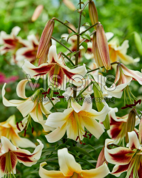 Lilium Beverly Dreams, Mister Cas Lilium Beverly Dreams, Mister Cas
