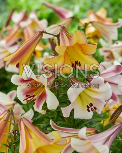 Lilium Moon Mix Lilium Moon Mix