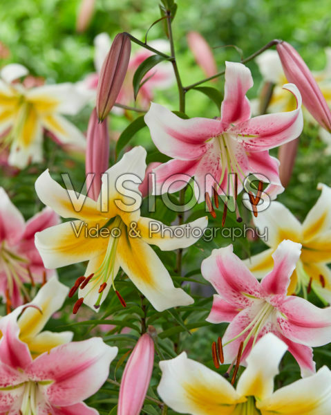 Lilium Anastasia, Miss Peculiar Lilium Anastasia, Miss Peculiar