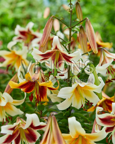 Lilium mixed Lilium mixed