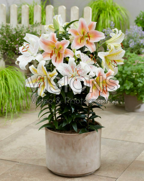 Lilium oriental mix Lilium oriental mix