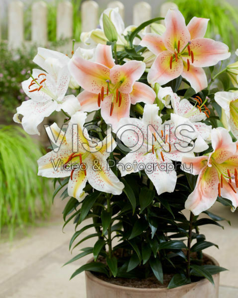 Lilium oriental mix Lilium oriental mix