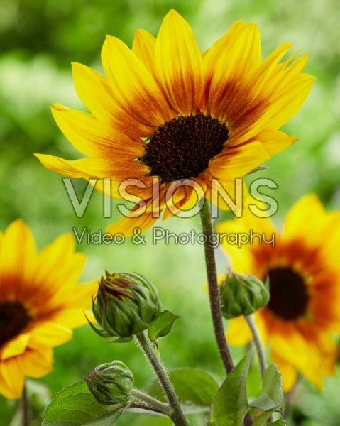 Helianthus annuus SunBelievable™ Brown Eyed Girl Helianthus annuus SunBelievable™ Brown Eyed Girl