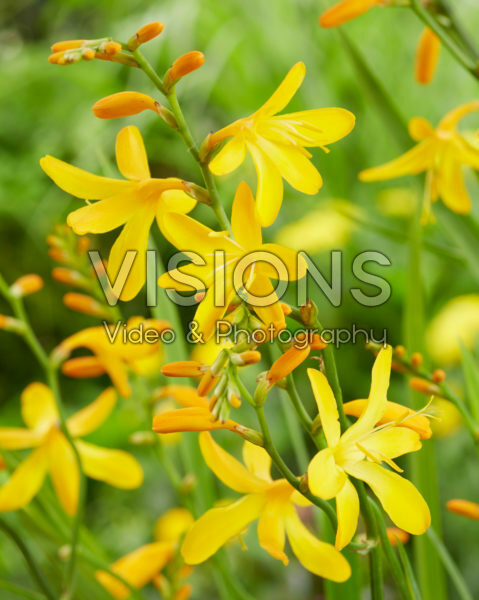 Crocosmia George Davidson Crocosmia George Davidson