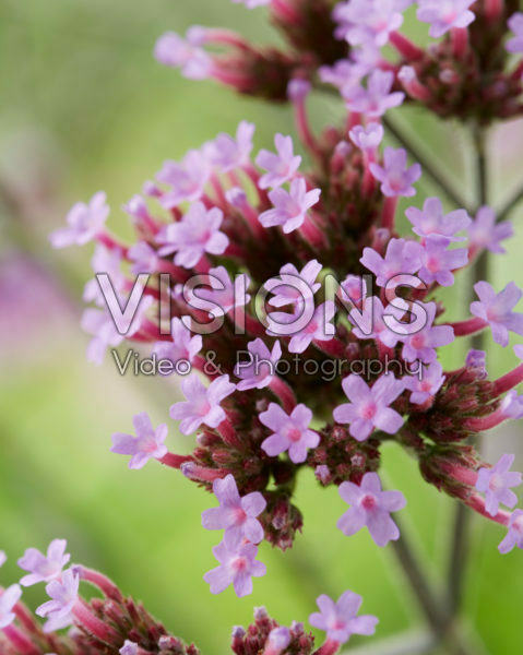 Verbena bonariensis Lollipop Verbena bonariensis Lollipop