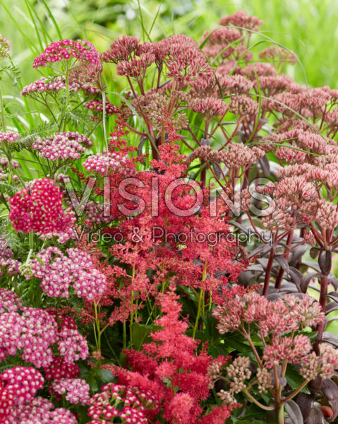Perennial mix red Perennial mix red