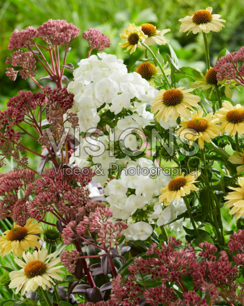 Perennial mix Perennial mix