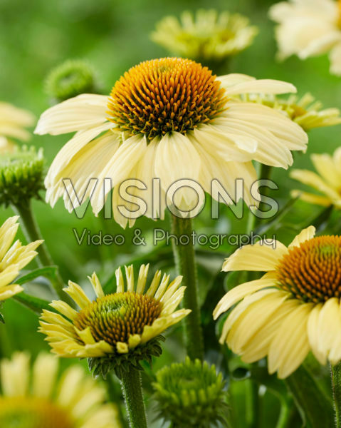 Echinacea Sombrero Lemon Yellow Echinacea Sombrero Lemon Yellow