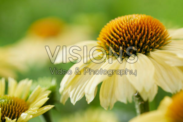 Echinacea Sombrero Lemon Yellow Echinacea Sombrero Lemon Yellow