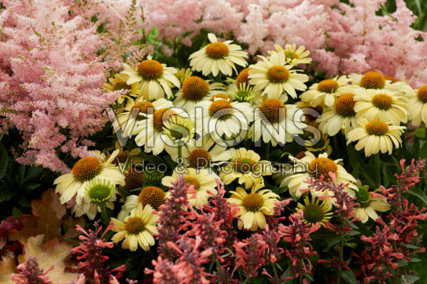 Perennial mix Perennial mix