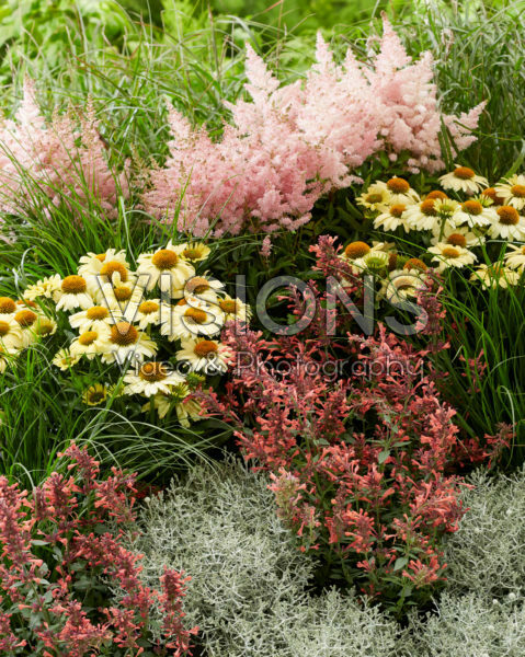 Perennial mix Perennial mix