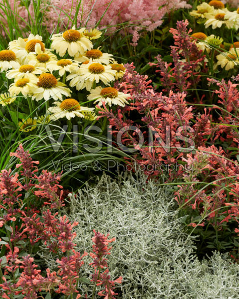 Perennial mix Perennial mix