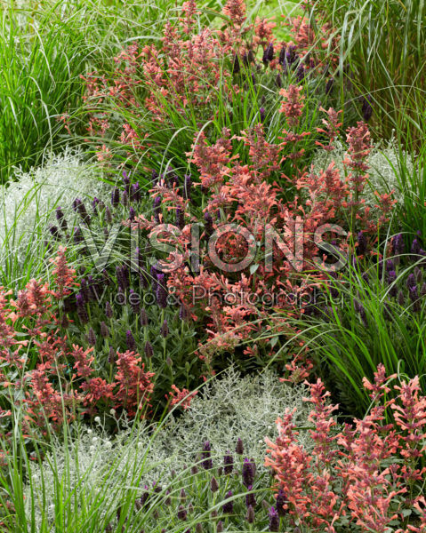 Perennial mix Perennial mix