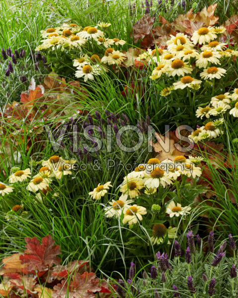 Perennial mix Perennial mix