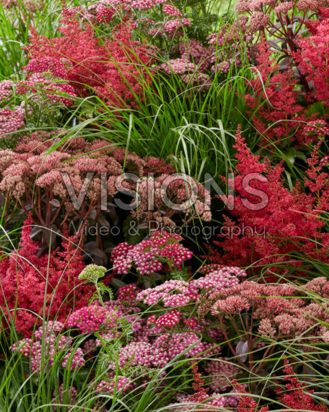 Perennial mix Perennial mix